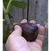 Fig 'Black Mission' Tree Container Plant