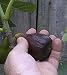 Fig 'Black Mission' Tree Container Plant