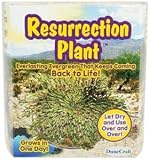 FAST-ACTING PLANTS-RESURRECTION PLANT