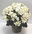 DOUBLE Potted Hydrangea Bush