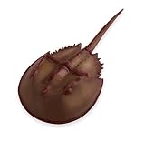 41Xg6bo BaL. SL160  Safari Incredible Creatures: Crab Horeshoe