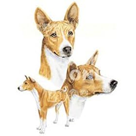 Basenji Night Light