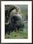 A Close View of the Head of a Musk Ox Framed Photographic Poster Print by Joel Sartore, 21x29