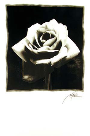 Schwarz weiss - Schwarze Rose - Plakat Poster Bilder