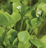 David's Non-Hybrid Greens Claytonia (Miner's Lettuce) (Claytonia perfoliata or Montia perfoliata) 200 Seeds per Paceket