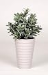 Artificial Jade Plant in Ceramic