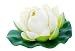 Lotus Flower - 36