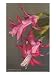 Epiphyllum, Christmas Cactus Flower Giclee Poster Print, 12x16