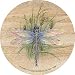 Dragonfly Sandstone Thirstystone Coasters