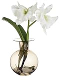 16 Cattleya Orchid Plant in Glass Vase Cream Green (Pack of 2)