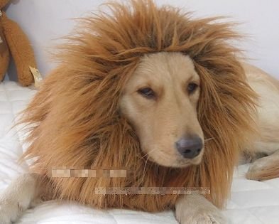 大変身!! 犬 用 ライオン コスプレ グッズ かわいい おしゃれ ペット 着ぐるみ コスチューム かつら ペット用タオル セット - 