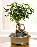 Schefflera Bonsai