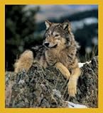 Wolf Bookmark