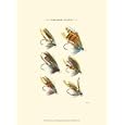 Salmon Flies II by Vision Studio poster print,9.5 in. x 13 in.