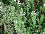 Eigenschaften tropical.garden  / Thymian - Thymus vulgaris 100K
