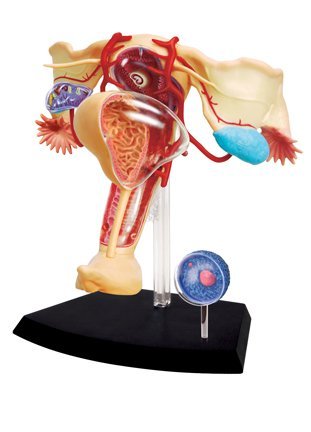 famemaster 4d vision human female reproductive anatomy model cheap price