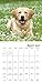 Golden Retrievers Wall Calendar (2017)