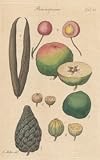 GIANT Wall Sticker of: SEED Study of Plants, Plate 82 Illustration by John Miller Botanical Studies from 1789 Featured plants: Periploca Graeca, Cherry, Walnut, White Bean Tree, Gooseberry, Scotch Fir.
