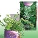 The Patent Magic Plant- Herb- Thyme