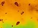 Giardia Lambia X1,000 Flagellate Protozoa Photographic Poster Print, 16x12