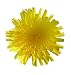 If You Can't Beat 'Em, Eat 'Em: The Dandelion Cookbook