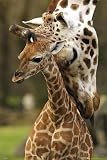 Mom and Baby Giraffe - 24x36 - ART PRINT / POSTER