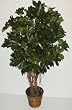 5' Real Wood Mini Schefflera Plant