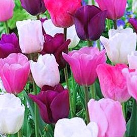 Purple Rain Mix Tulip 20 Bulbs - Lush Violet Hues & White - 12/+ cm Bulbs Purple Rain Mix Tulip 20 Bulbs - Lush Violet Hues & White - 12/+ cm Bulbs