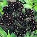 Dianthus Seeds: Sooty