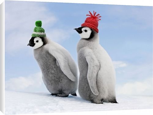 Canvas Print of WAT-11255-M3 Emperor Penguin - two chicks with woolly hats from Ardea Wildlife Pets
