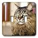 maine coon - Cats - Maine Coon - Light Switch Covers - double toggle switch
