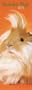 Guinea Pigs 2011 Slimline Calendar