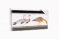 Egyptian Geese Notecards