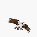 Jackite Osprey - Assembled-image