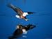 African Fish Eagle, Maun, Botswana Photographic Poster Print, 40x30