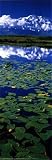 Lake with Waterlilies, Dengali, Denali National Park Wall Poster Print, 12x36