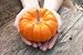 Renee's Garden Seeds - Baby Pumpkins - Mini Jack