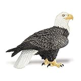 Wings of the World: Bald Eagle