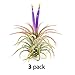 The Drunken Gnome AIR Plantsâ€“ IONANTHA Medium â€“ 3 Pack - air Purifying Flowering Tillandsia for Terrarium, Fairy Garden Starter kit, Home Office, Indoor Outdoor, Corporate Gift (3 Medium)