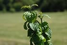 Cornus Sanguinea Compressa - Dwarf Bloodstem Dogwood - Pot Size 4