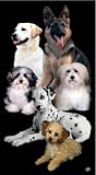 Dog Beach Towel