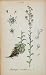 1826 Saxifraga Mutata Saxifrage Botanical Color Print - Hand Colored Lithograph