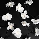 Review Rex International 79340W / String of 20 White Ornamental Orchid Christmas Fairy Lights 3.5m