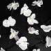 String of 20 White Ornamental Orchid Christmas Fairy Lights 3.5m