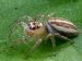 Portrait of a Dimorphic Jumping Spider, Maevia Inclemens Photographic Poster Print, 2...