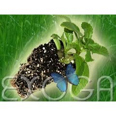 STEVIA 6x Stecklinge rebaudiana Honigkraut Steckling Stewia