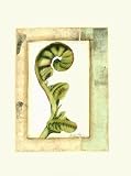 Fiddlehead Collage I Art Poster Print by Jennifer Goldberger, 18x24