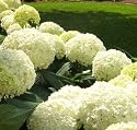 Annabelle Hydrangea Trade Gallon
