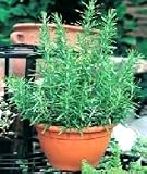 from Haddons ROSEMARY - Rosmarinus Officinalis - 100 SEEDS