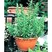 ROSEMARY - Rosmarinus Officinalis - 100 SEEDS